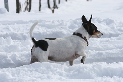 Jack Russel Terrier im Schnee