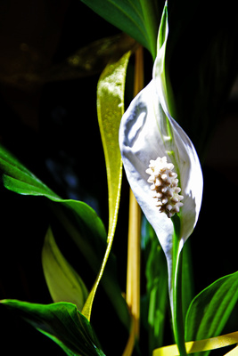 weiße schönheit spathiphyllum