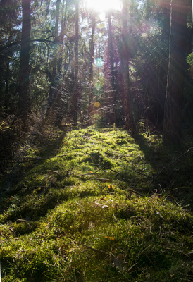 Mitten im Wald Mitten im Wald