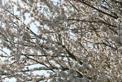 Kirschblüte am Kaiserstuhl