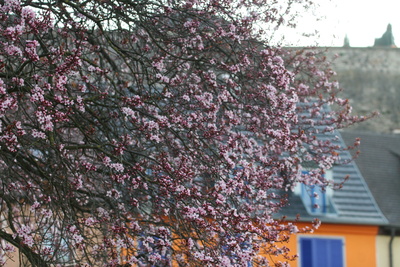 Kirschblüte am kaiserstuhl