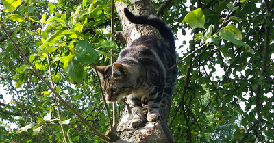 little cat on the appletree