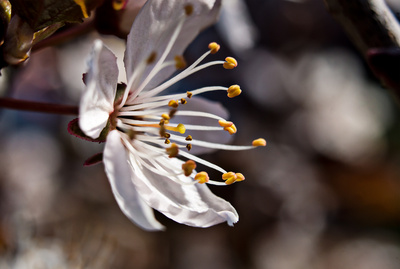 Eine Kirschblüte Eine Kirschblüte