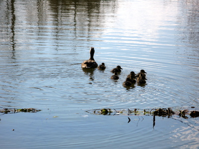 Entenmutter und ihre Kleinen auf dem Rückzug