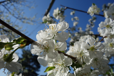 Kirschblüte