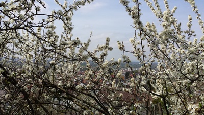 Frühling über der Rheinebene