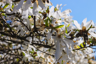 weißer Magnolienstrauch