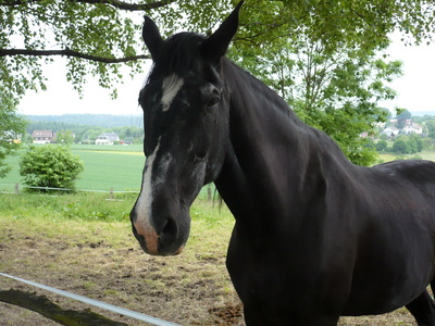 Pferd im Sauerland