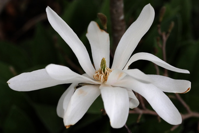 Sternmagnolie Sternmagnolie