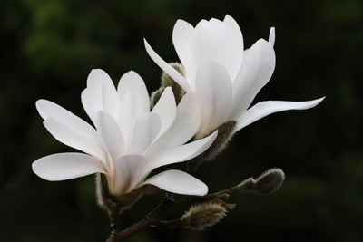 Sternmagnolie 2 Sternmagnolie 2