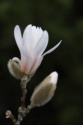 Sternmagnolie 3 Sternmagnolie 3