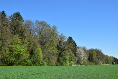 Grün ist die Hoffnung (auf schönen Sommer)