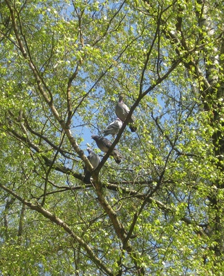 Tauben im Baum