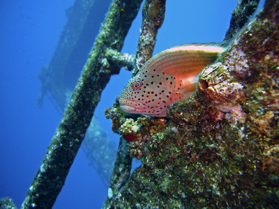 Korallenwächter