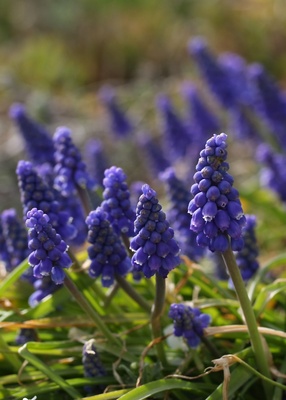 überwiegend blau überwiegend blau