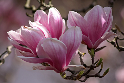 Magnolien Magnolien