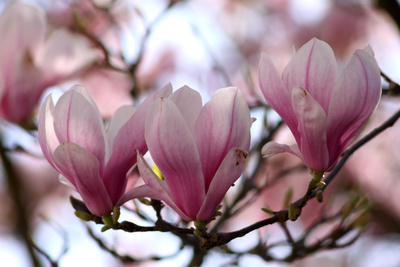 Magnolien 2 Magnolien 2