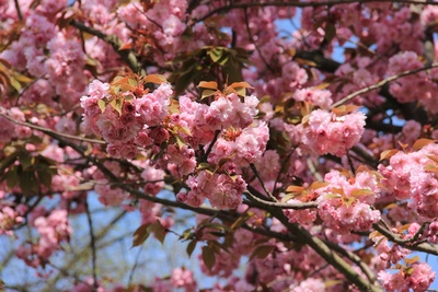 Japanische Kirsche Blüte 2015