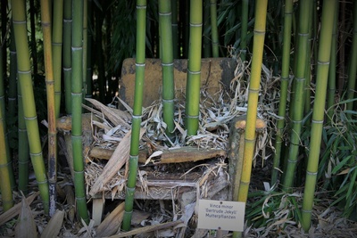 Sessel im Bambusgarten