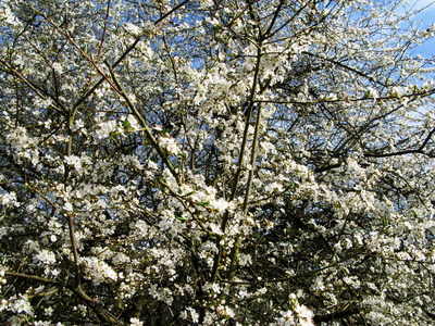 Blüten des Wildpflaumenbaumes