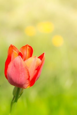 Blüte einer roten Tulpe