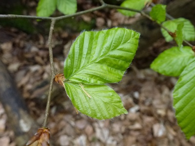 Wie ein Schmetterling