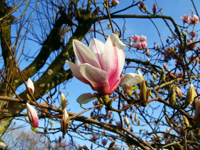 Magnolienblüte vor blauem Himmel