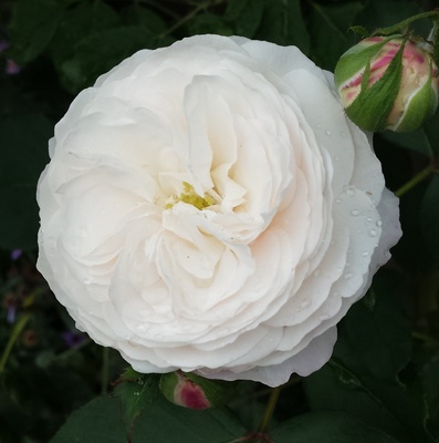 Rosenblüte weiß