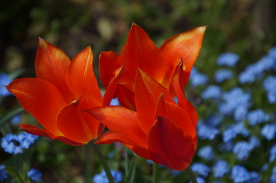 Blühende Tulpen