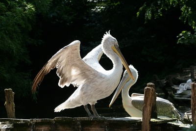 pelikane