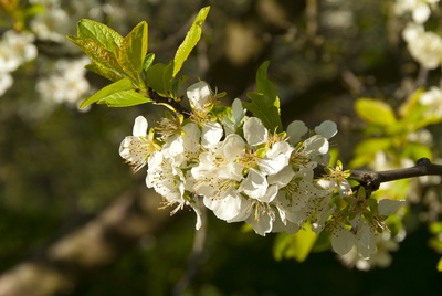 Apfel Blüte