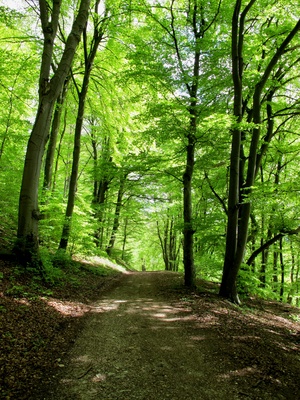 Weg durch den Wald