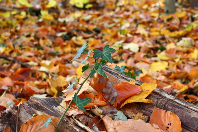 herbstlicher Farbenzauber