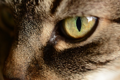 Katze-Auge
