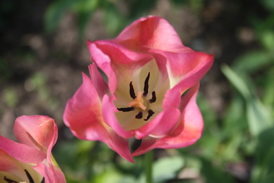 Offene Tulpe