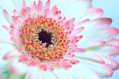 Gerbera