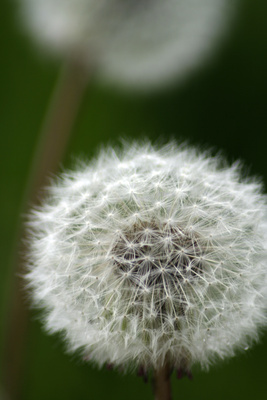 Pusteblume