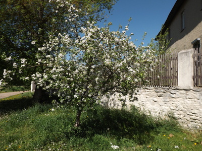 Blühender Apfelbaum