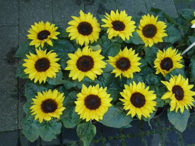 Lauter  Sonnenblumen