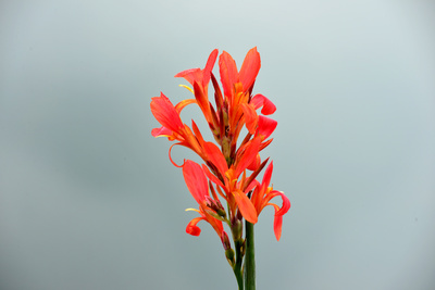 Gladiole