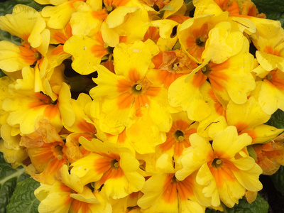 Gelbe Anemonen im Frühling