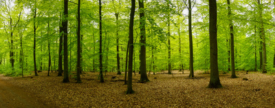 Mai-Wald Mai-Wald