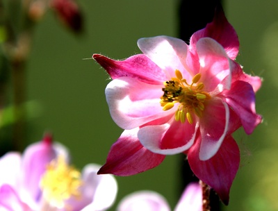 Rosa Blüte - Akelei