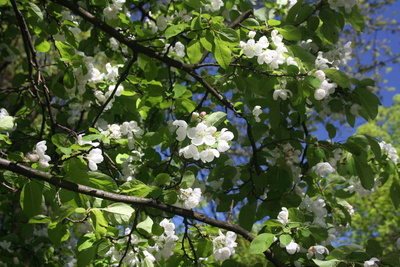 Weiße Blüten