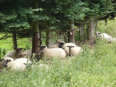 Schafe im Sauerland