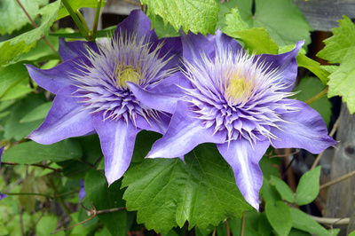 Clematis Twins