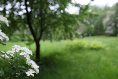 Apfelblüte am Eskesberg