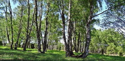 Birkenwald im Frühling