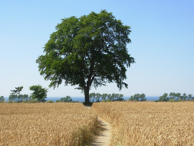 Baum am Ende des Kornfeldes