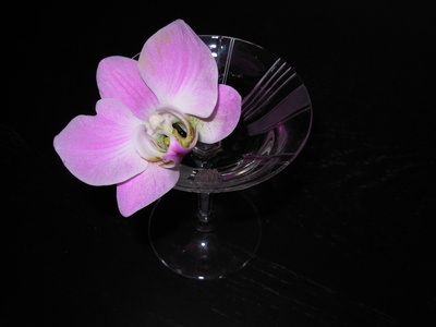 Orchideenblüte im Glas